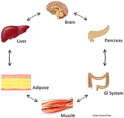 Intrinsic and Antipsychotic Drug-Induced Metabolic Dysfunction in Schizophrenia